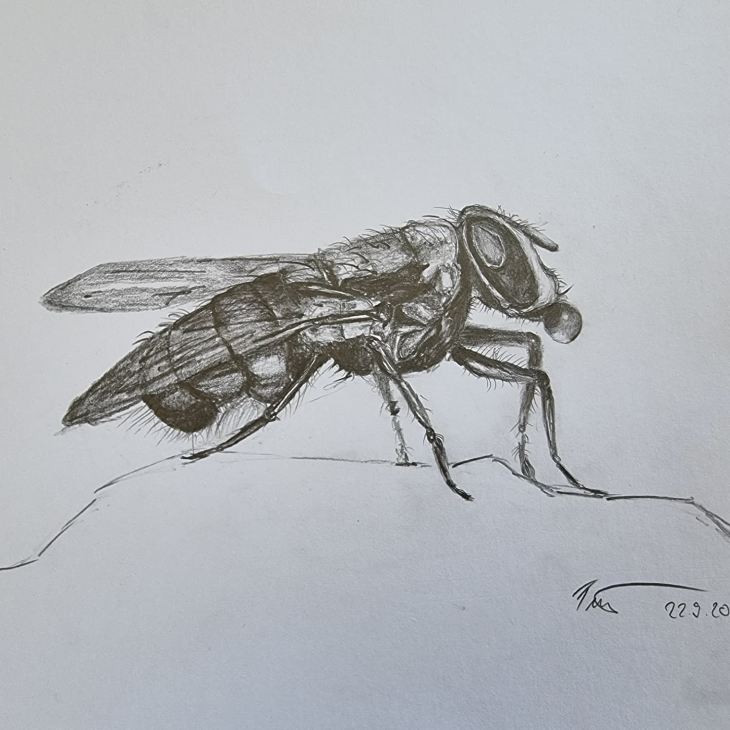Hmyzáci - Obrázok 4
