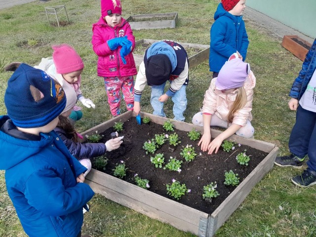 Dzieci z przedszkola zakładają kwiatowy ogródek ⚘️🌻🌹🌺 - Obrazek 1