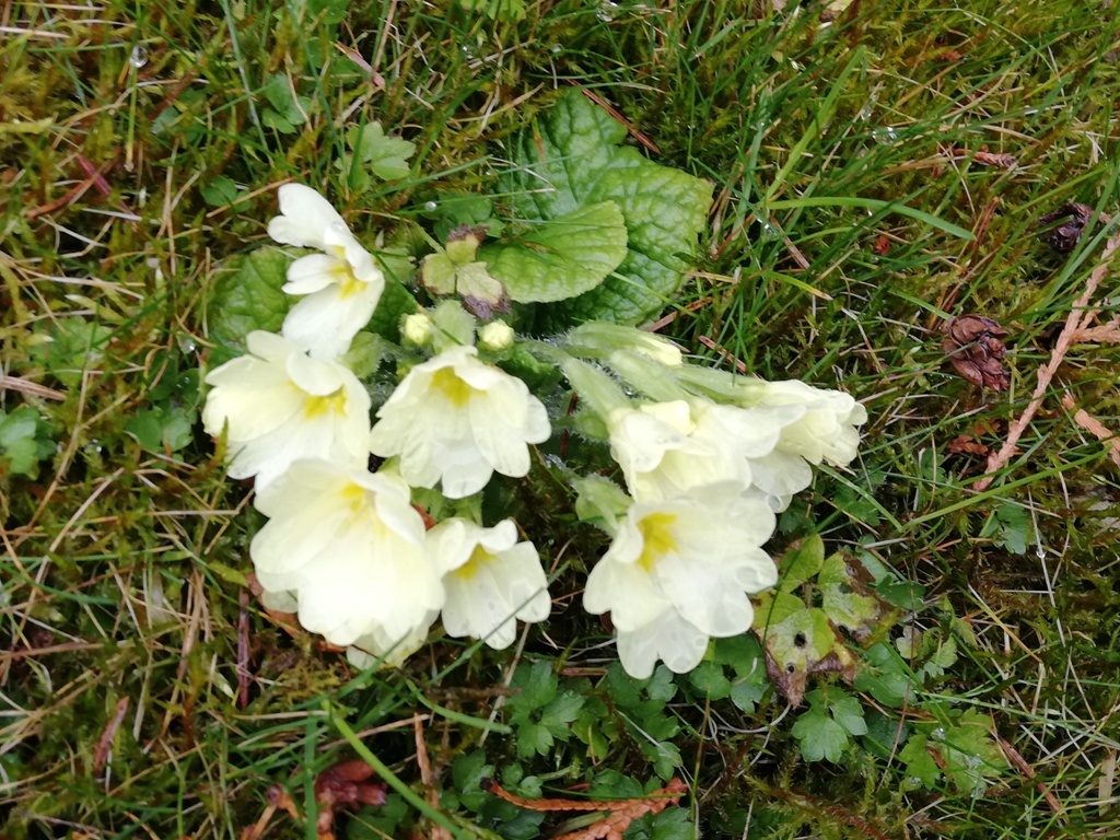 Bodka za marcom - Obrázok 1