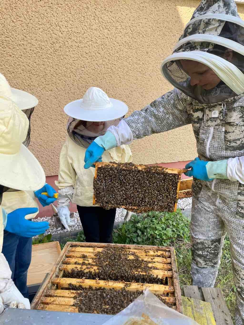 Start in eine neue Bienensaison - Bild 1
