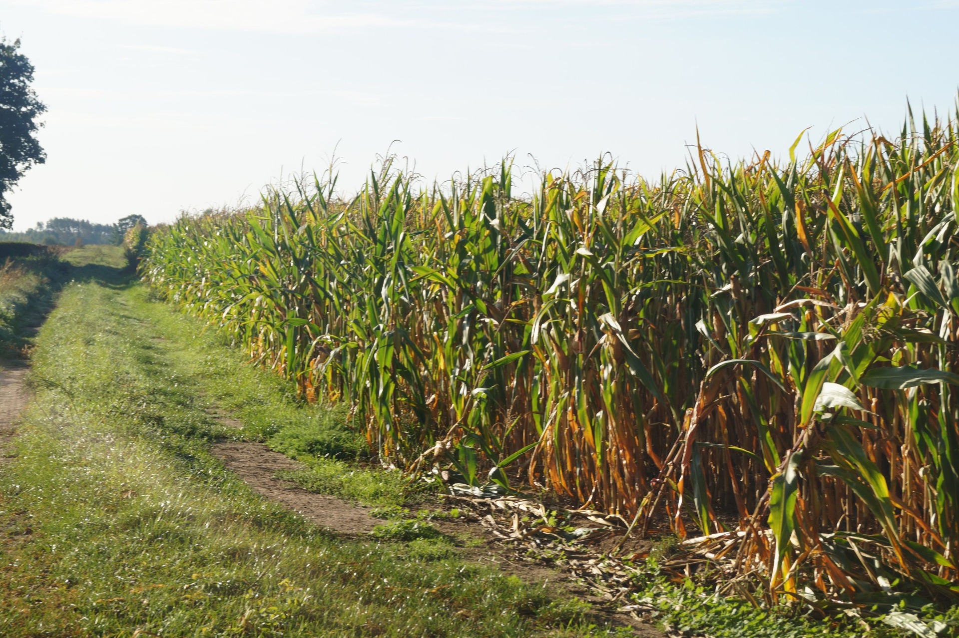 Pole kukurydzy jesienią