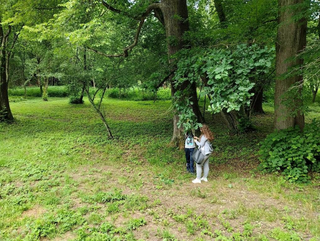 Na fotografii dwoje uczniów zrywa liście z drzewa. W tle zielone drzewa.
